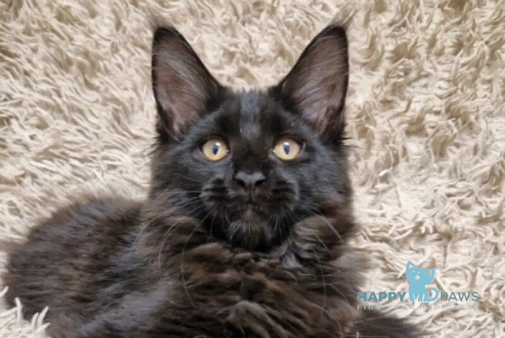Eclipse Maine Coon female black live animals