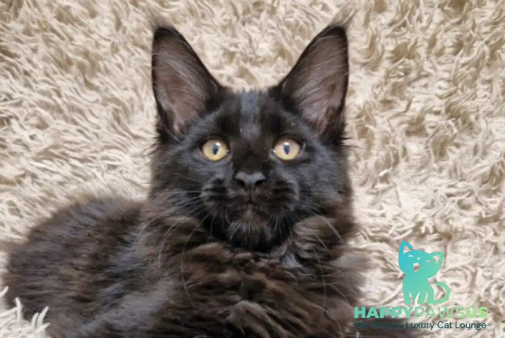 Eclipse Maine Coon female black live animals