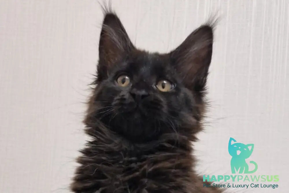 Eclipse Maine Coon female black live animals