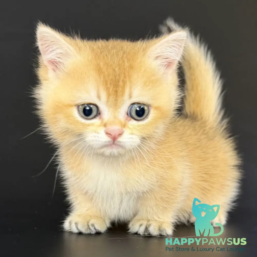 Eclipse Munchkin male black golden shaded - live animals