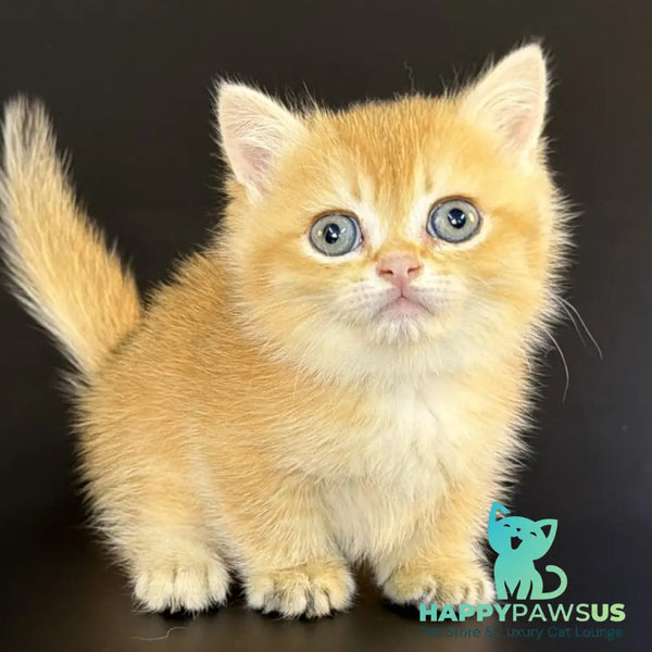 Eclipse Munchkin male black golden shaded - live animals