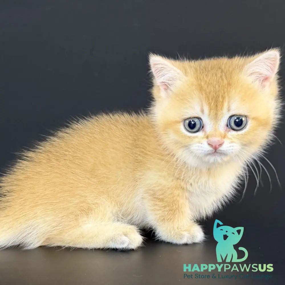 Eclipse Munchkin male black golden shaded - live animals