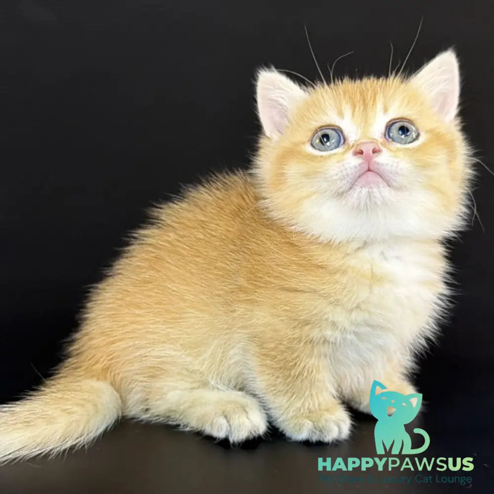 Eclipse Munchkin male black golden shaded - live animals