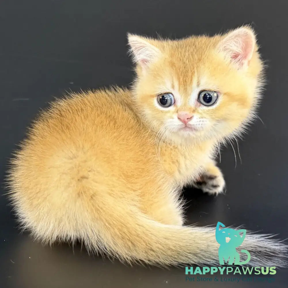 Eclipse Munchkin male black golden shaded - live animals