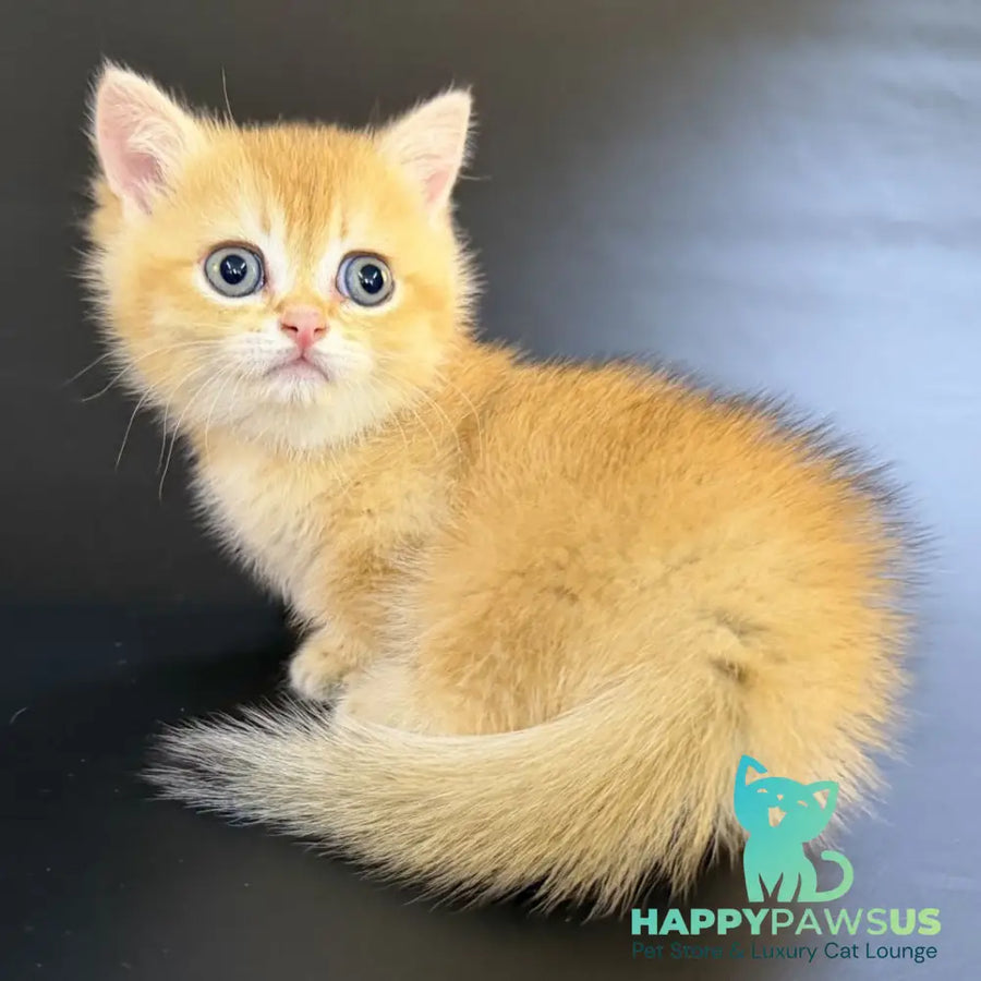 Eclipse Munchkin male black golden shaded - live animals
