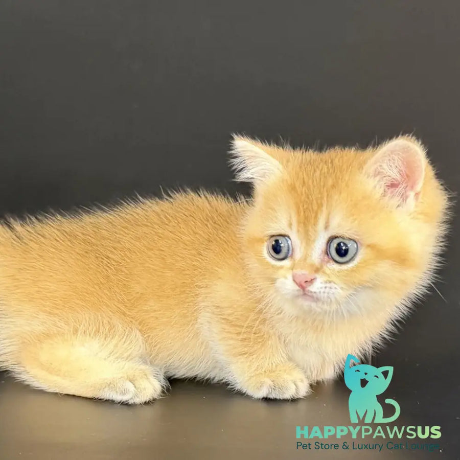 Eclipse Munchkin male black golden shaded - live animals