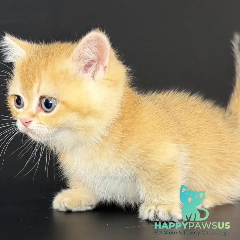 Eclipse Munchkin male black golden shaded - live animals