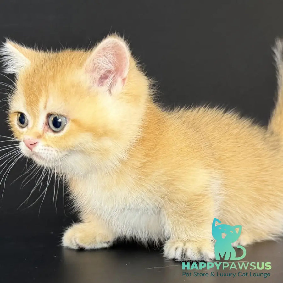 Eclipse Munchkin male black golden shaded - live animals