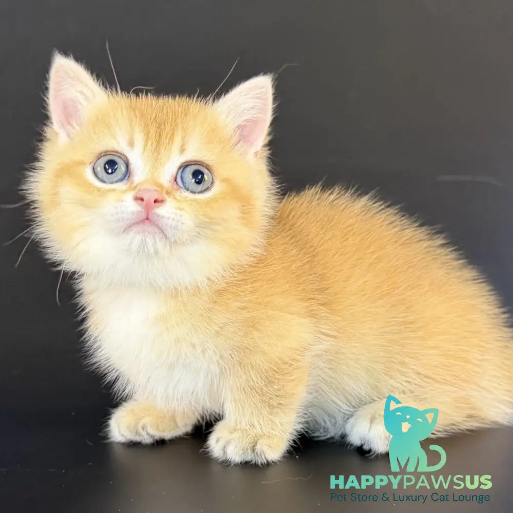 Eclipse Munchkin male black golden shaded - live animals