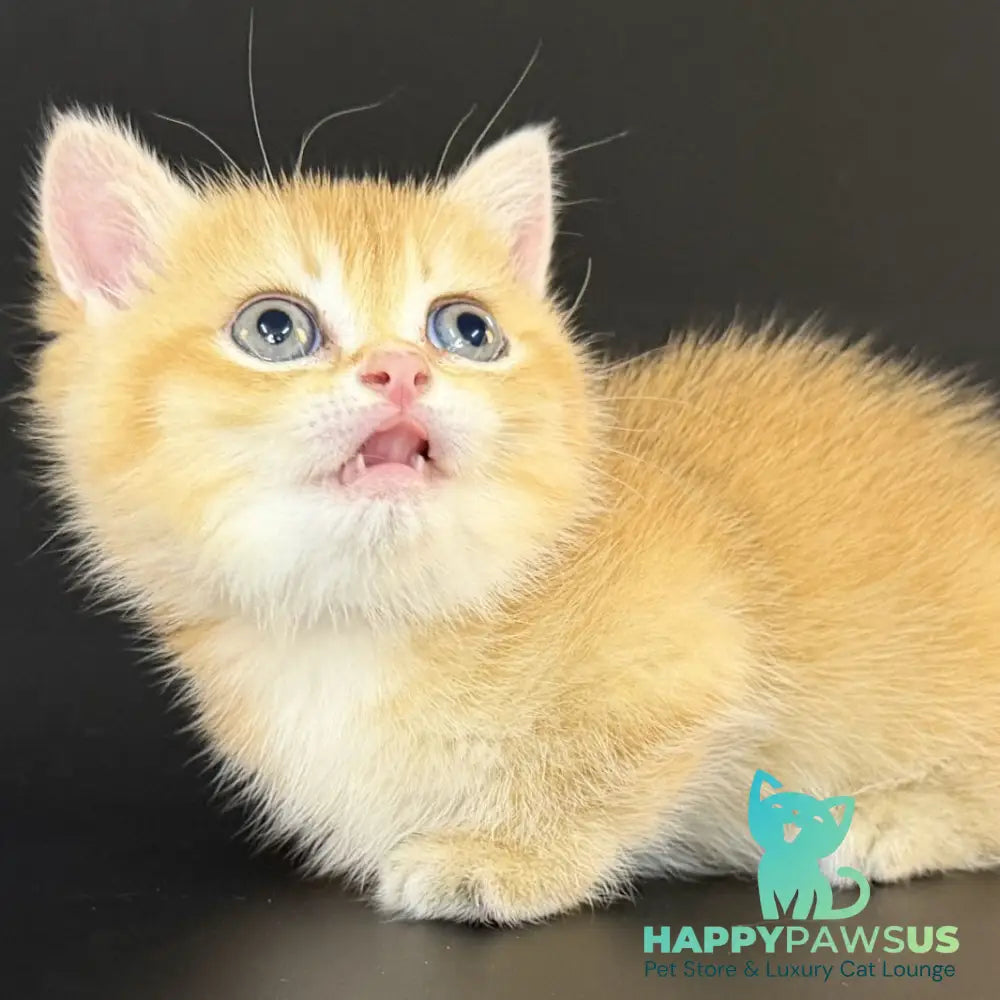 Eclipse Munchkin male black golden shaded - live animals