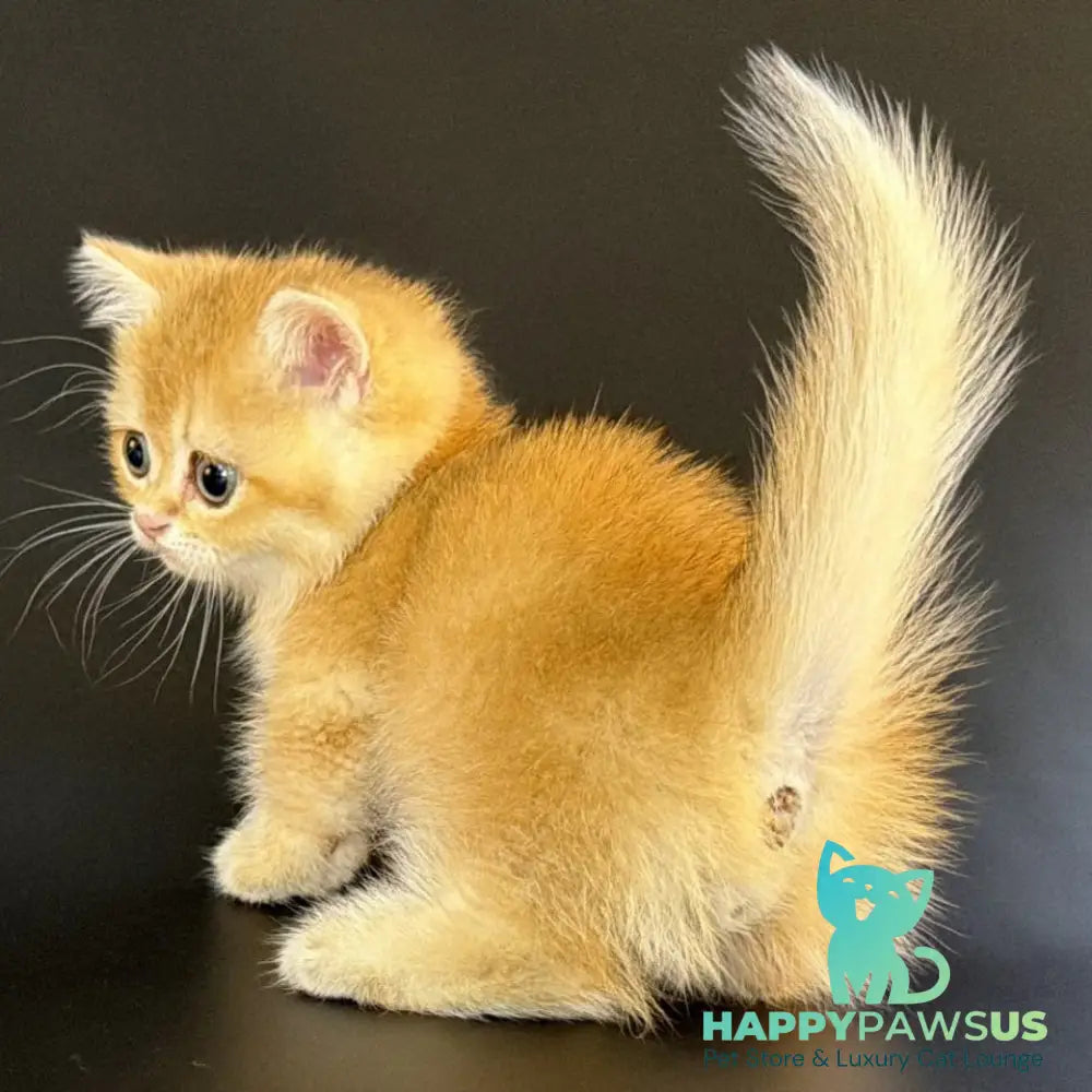 Eclipse Munchkin male black golden shaded - live animals