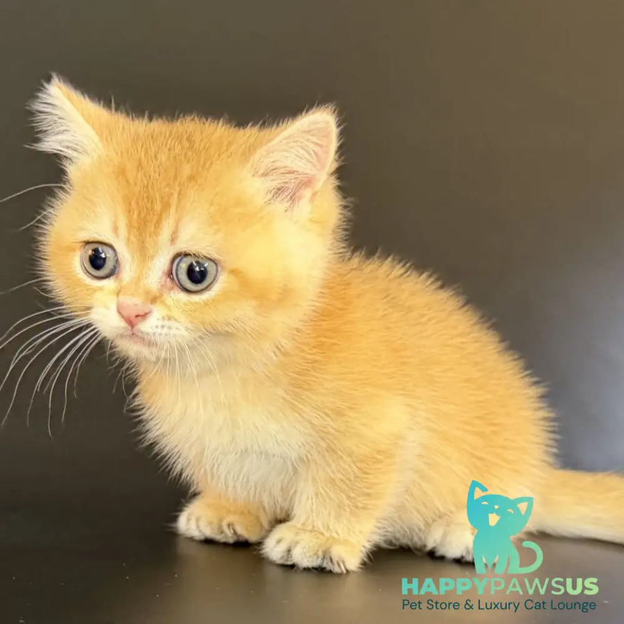 Eclipse Munchkin male black golden shaded - live animals