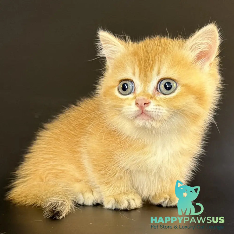 Eclipse Munchkin male black golden shaded - live animals