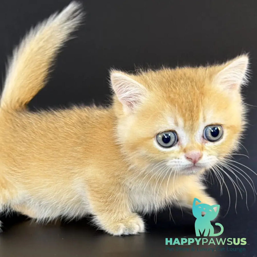 Eclipse Munchkin male black golden shaded - live animals