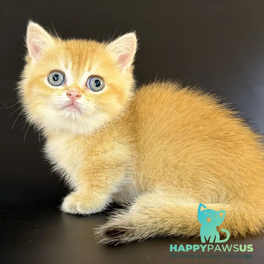 Eclipse Munchkin male black golden shaded - live animals
