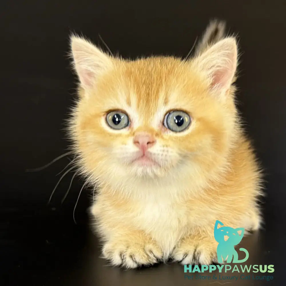 Eclipse Munchkin male black golden shaded - live animals