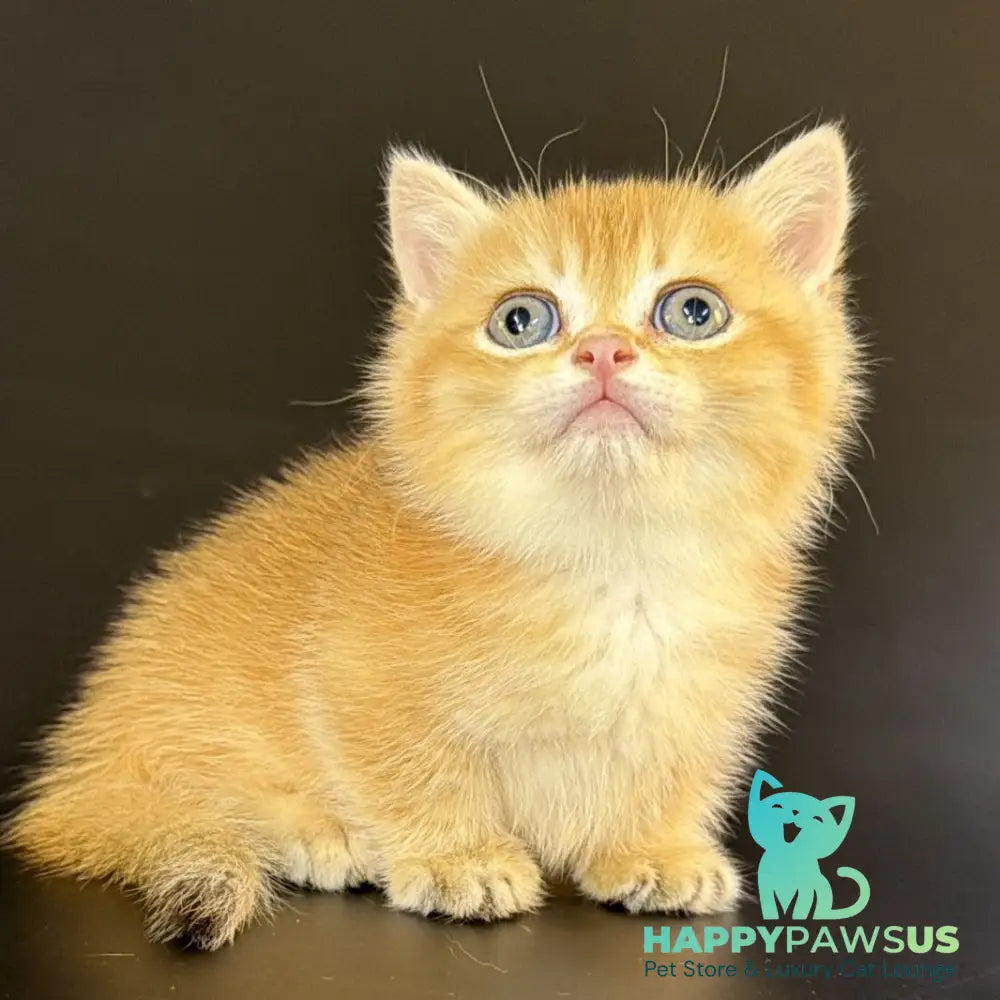 Eclipse Munchkin male black golden shaded - live animals