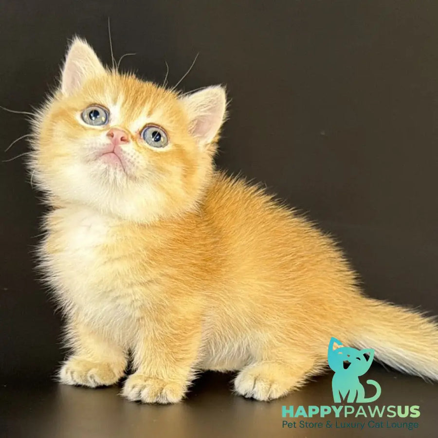 Eclipse Munchkin male black golden shaded - live animals