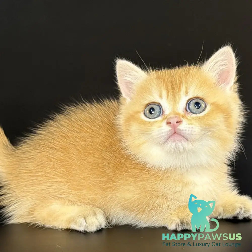 Eclipse Munchkin male black golden shaded - live animals