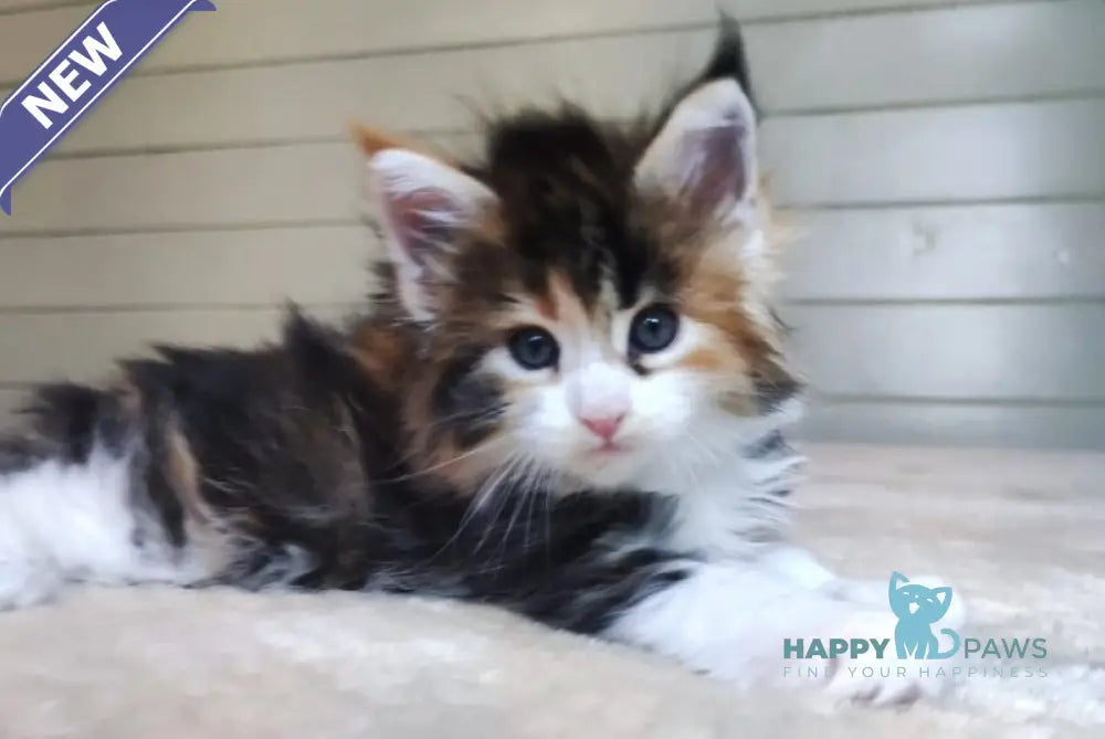 Ecstazy Maine Coon female polydactyl black tortie bicolour live animals