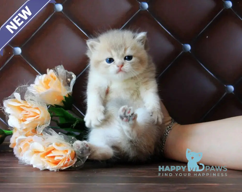 Ecuador British Shorthair male blue golden shaded live animals