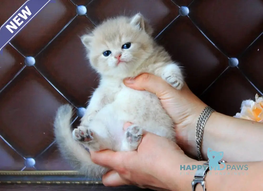 Ecuador British Shorthair male blue golden shaded live animals