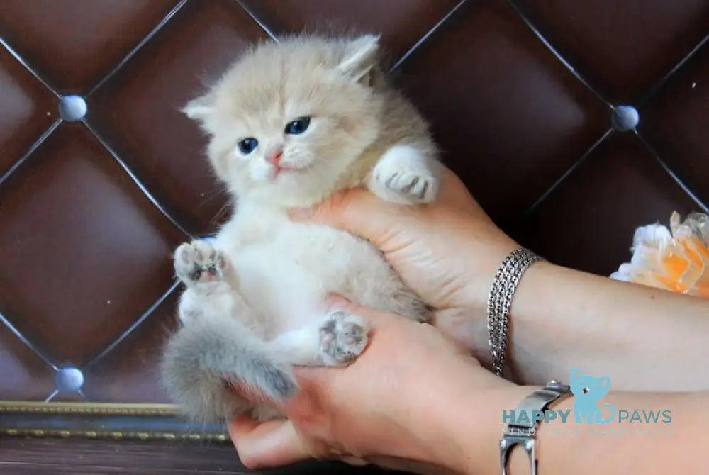 Ecuador British Shorthair male blue golden shaded live animals