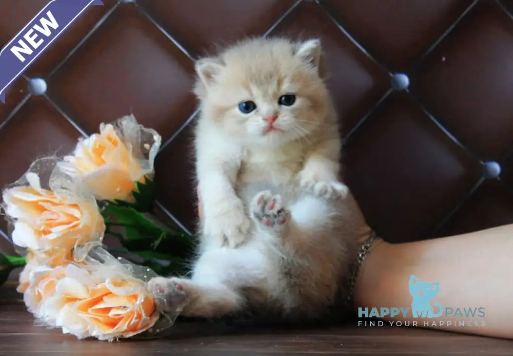 Ecuador British Shorthair male blue golden shaded live animals
