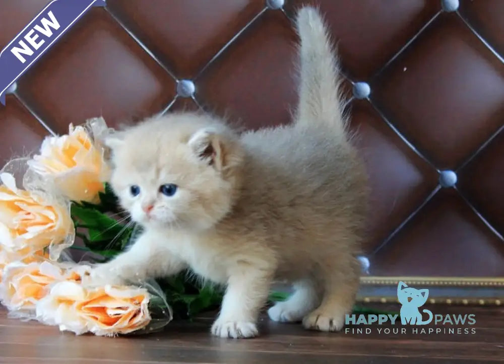 Ecuador British Shorthair male blue golden shaded live animals