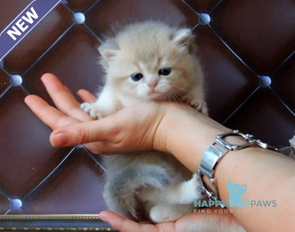 Ecuador British Shorthair male blue golden shaded live animals