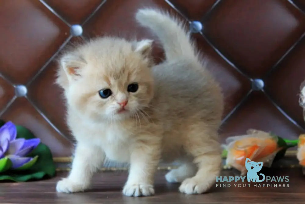 Ecuador British Shorthair male blue golden shaded live animals
