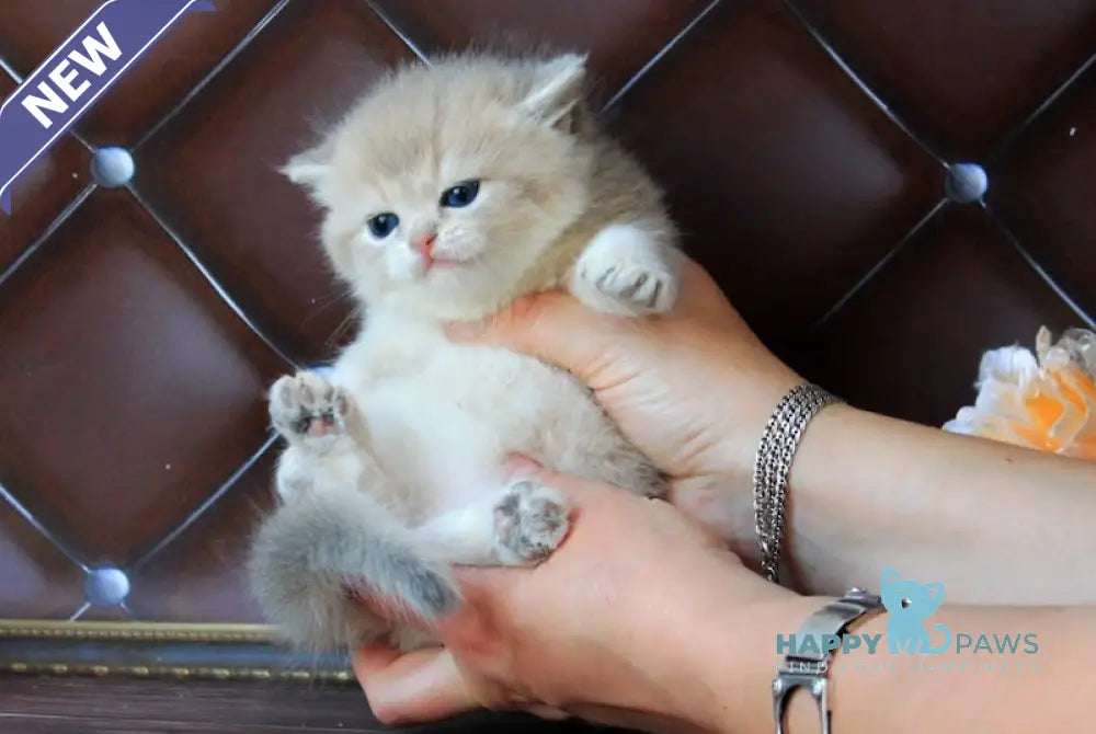 Ecuador British Shorthair male blue golden shaded live animals