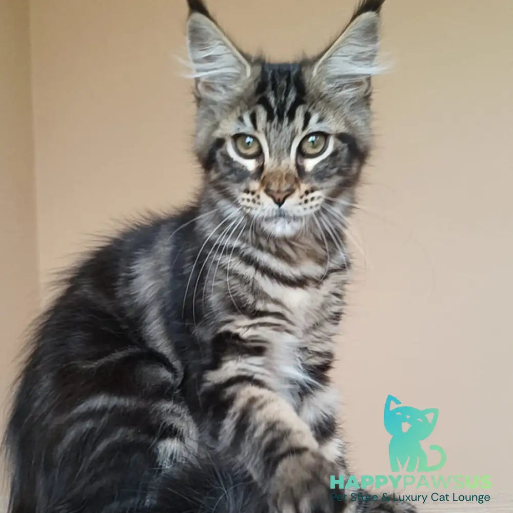 Eda Maine Coon female black tabby - live animals
