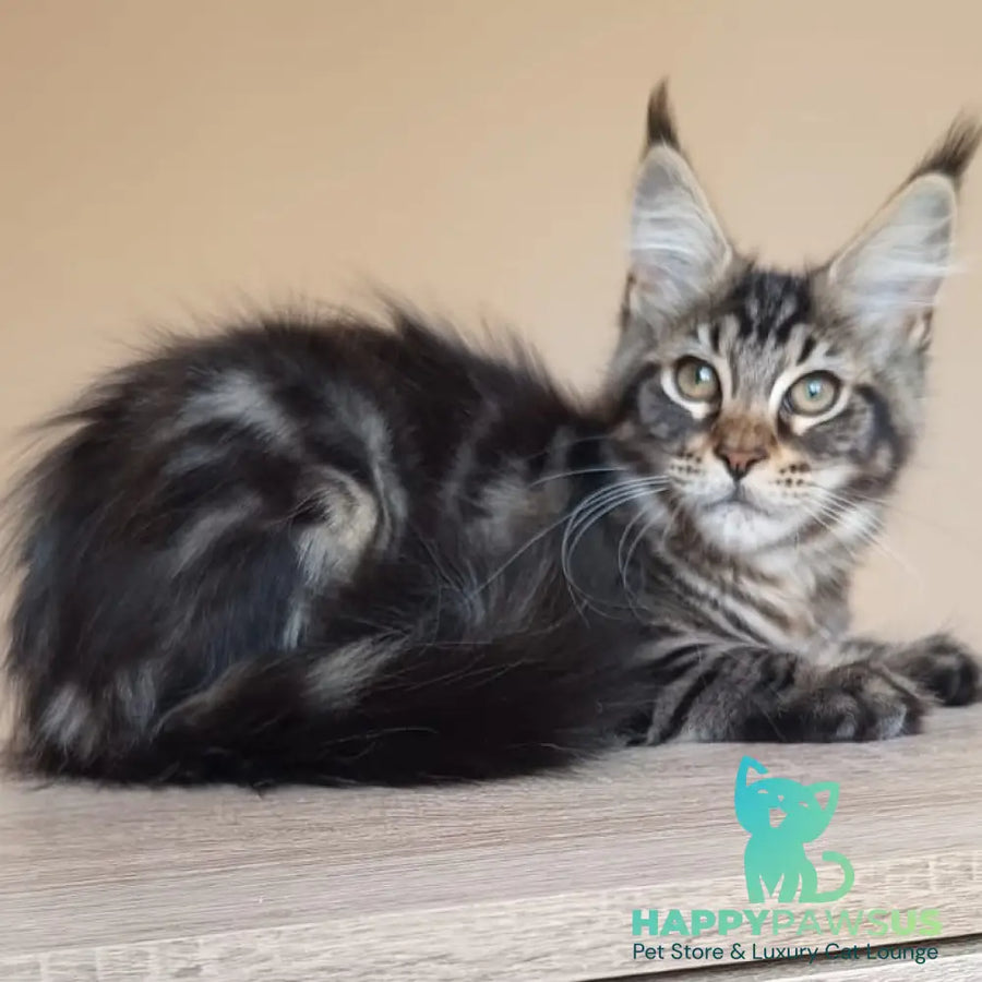 Eda Maine Coon female black tabby - live animals