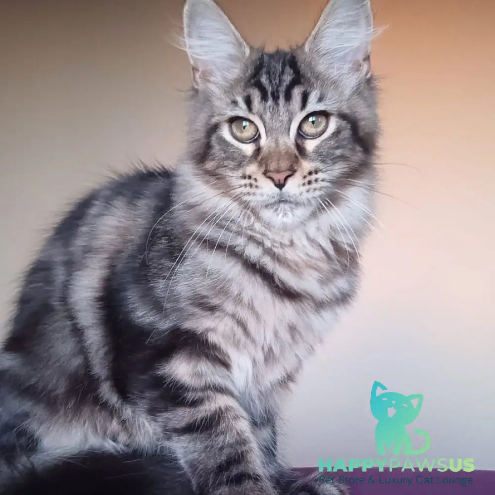 Eda Maine Coon female black tabby - live animals