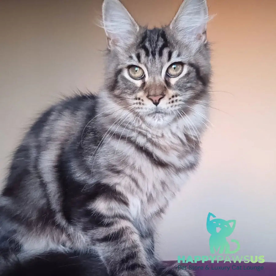Eda Maine Coon female black tabby - live animals