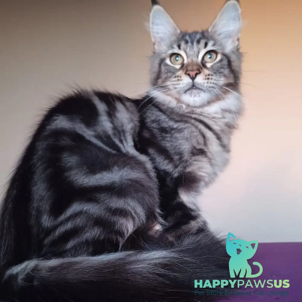 Eda Maine Coon female black tabby - live animals