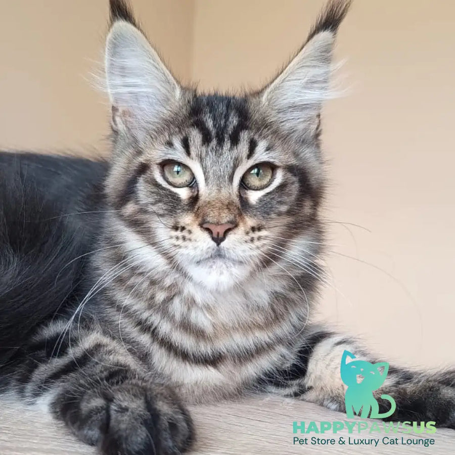 Eda Maine Coon female black tabby - live animals