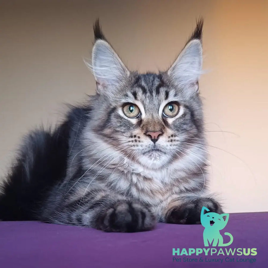 Eda Maine Coon female black tabby - live animals