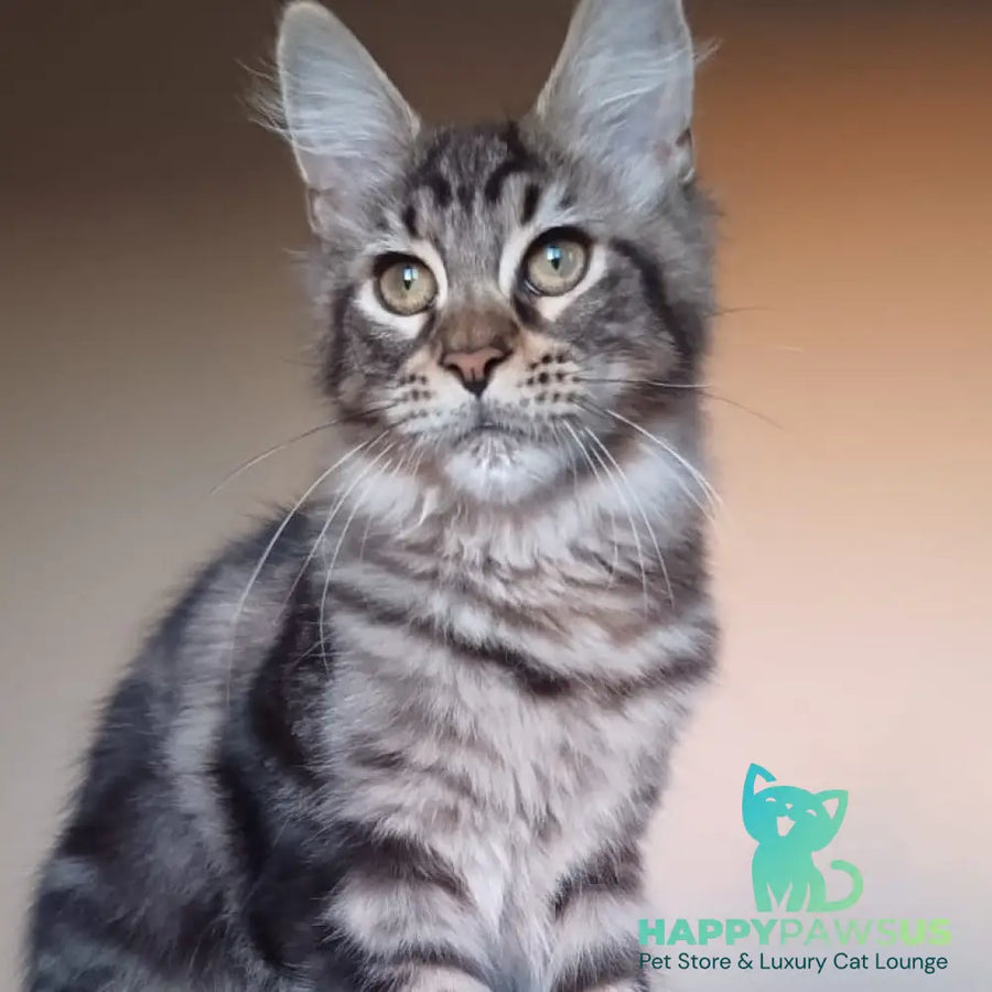 Eda Maine Coon female black tabby - live animals