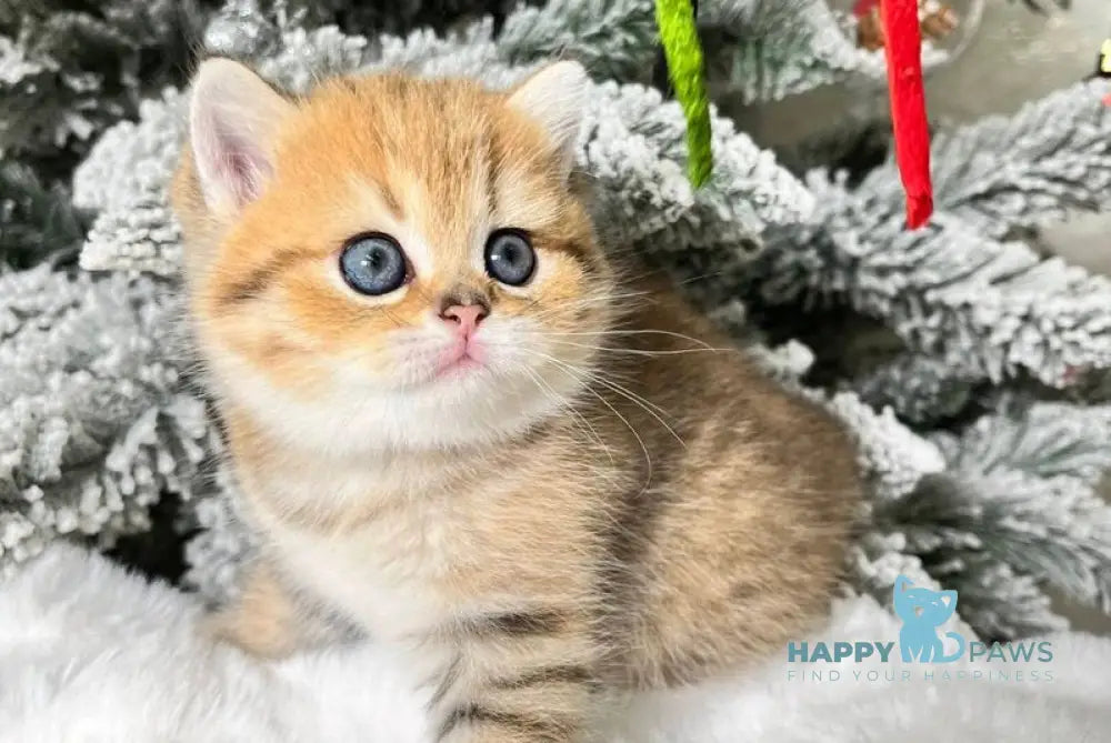 Eda Scottish Straight female black golden spotted tabby live animals