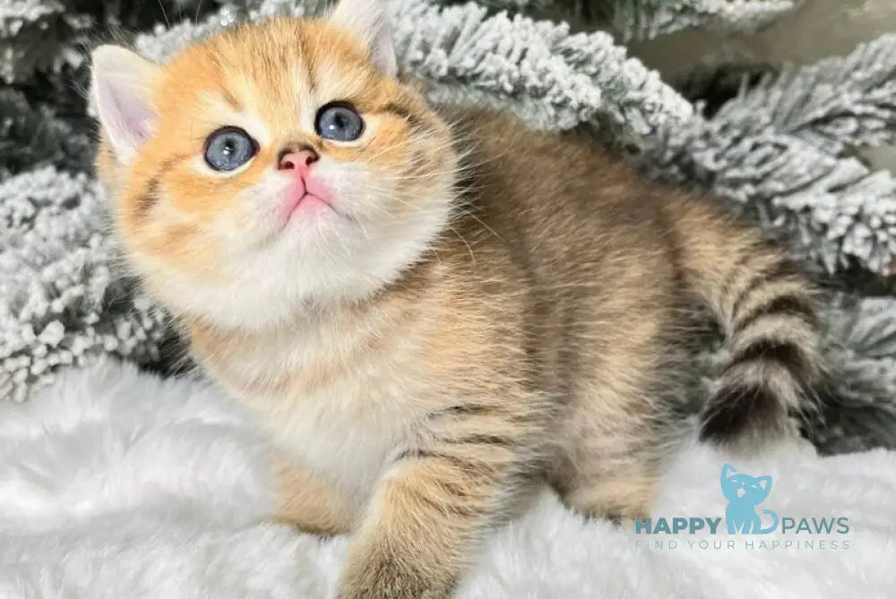 Eda Scottish Straight female black golden spotted tabby live animals