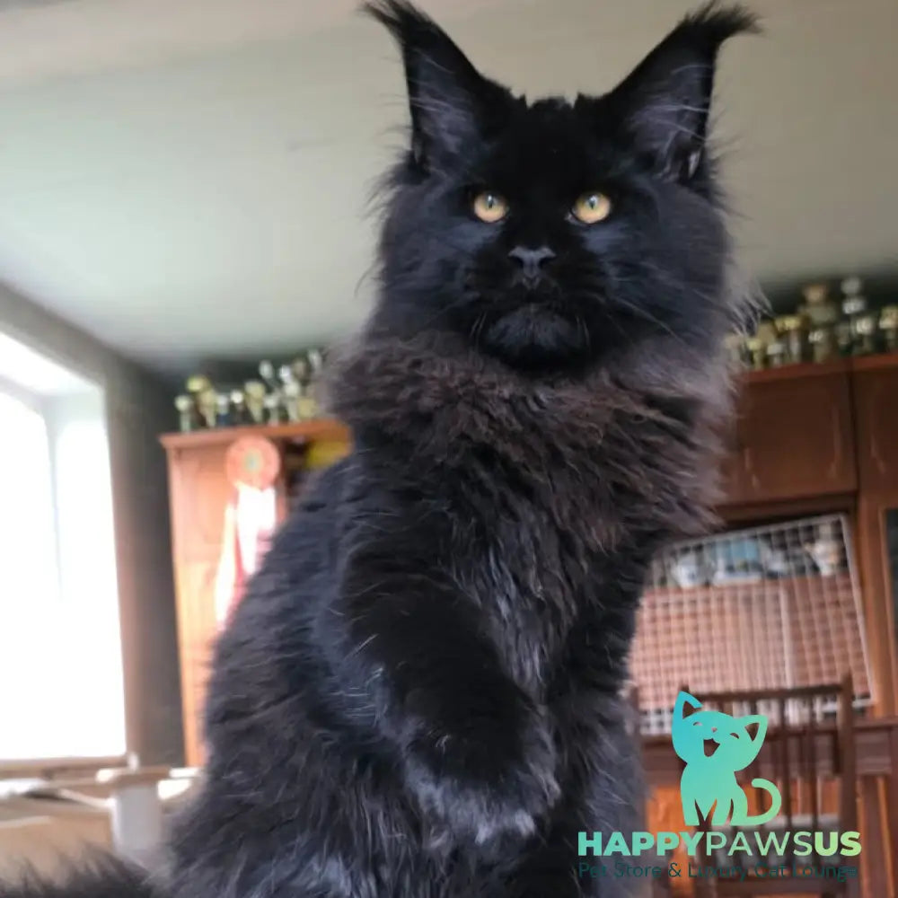 Eddi Maine Coon male black - live animals