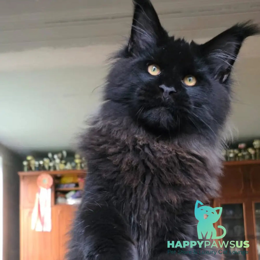 Eddi Maine Coon male black - live animals