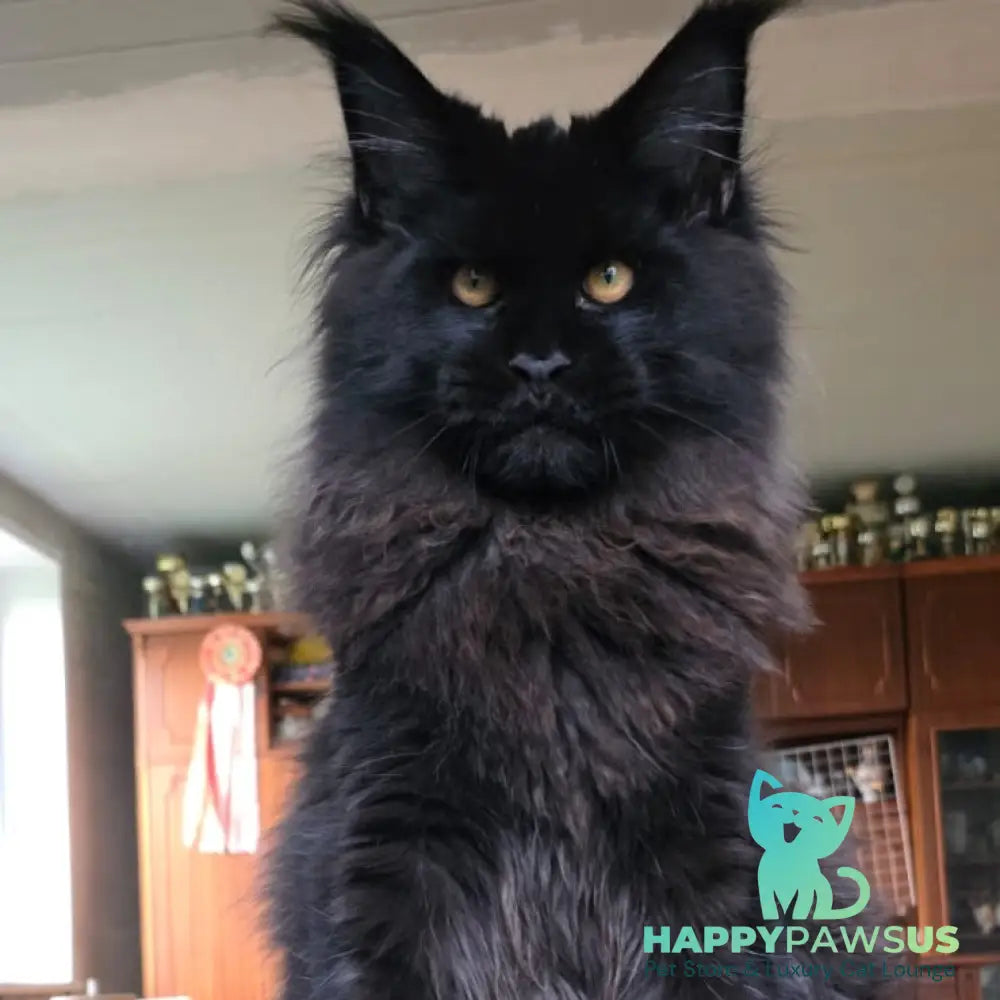 Eddi Maine Coon male black - live animals