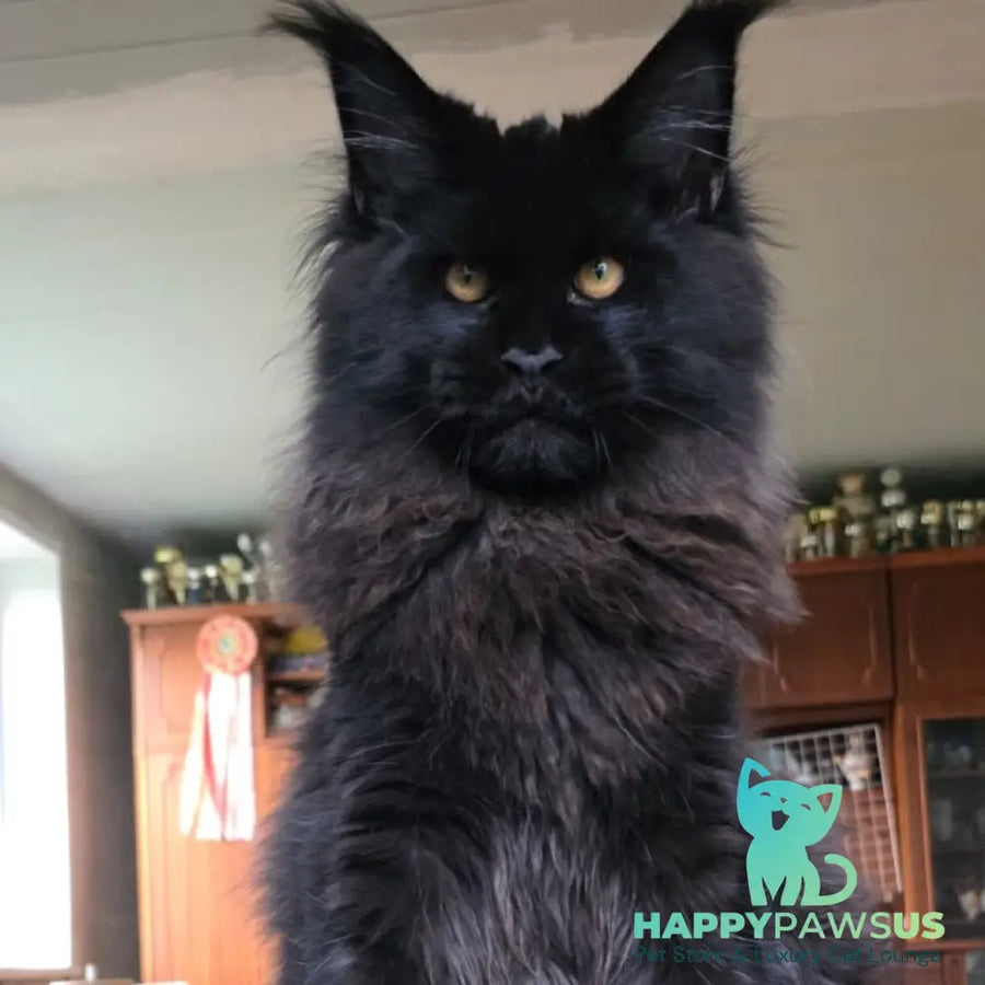 Eddi Maine Coon male black - live animals