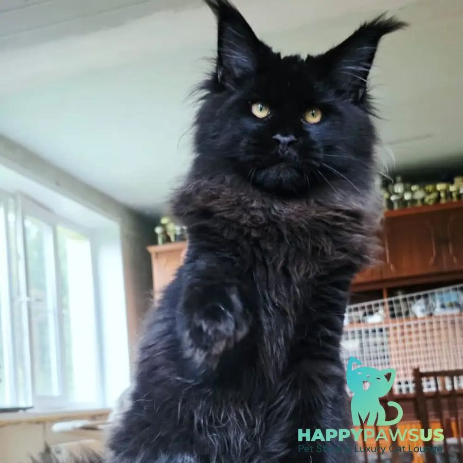 Eddi Maine Coon male black - live animals