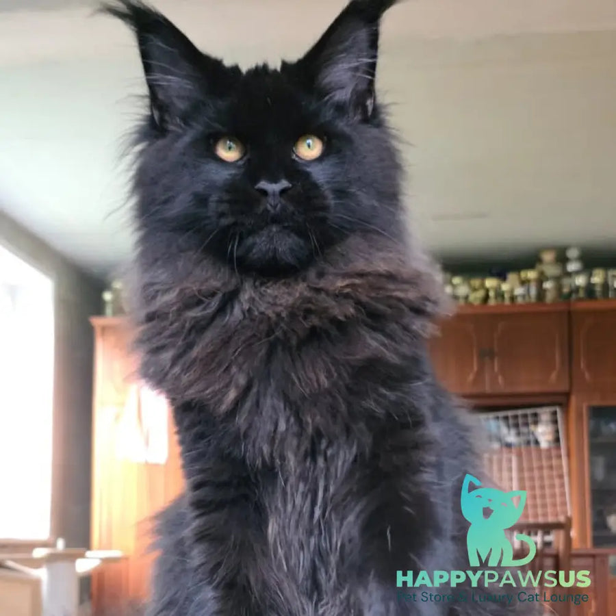 Eddi Maine Coon male black - live animals