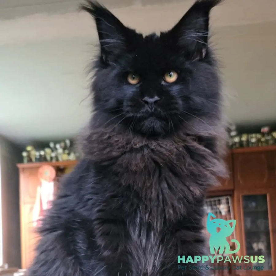 Eddi Maine Coon male black - live animals