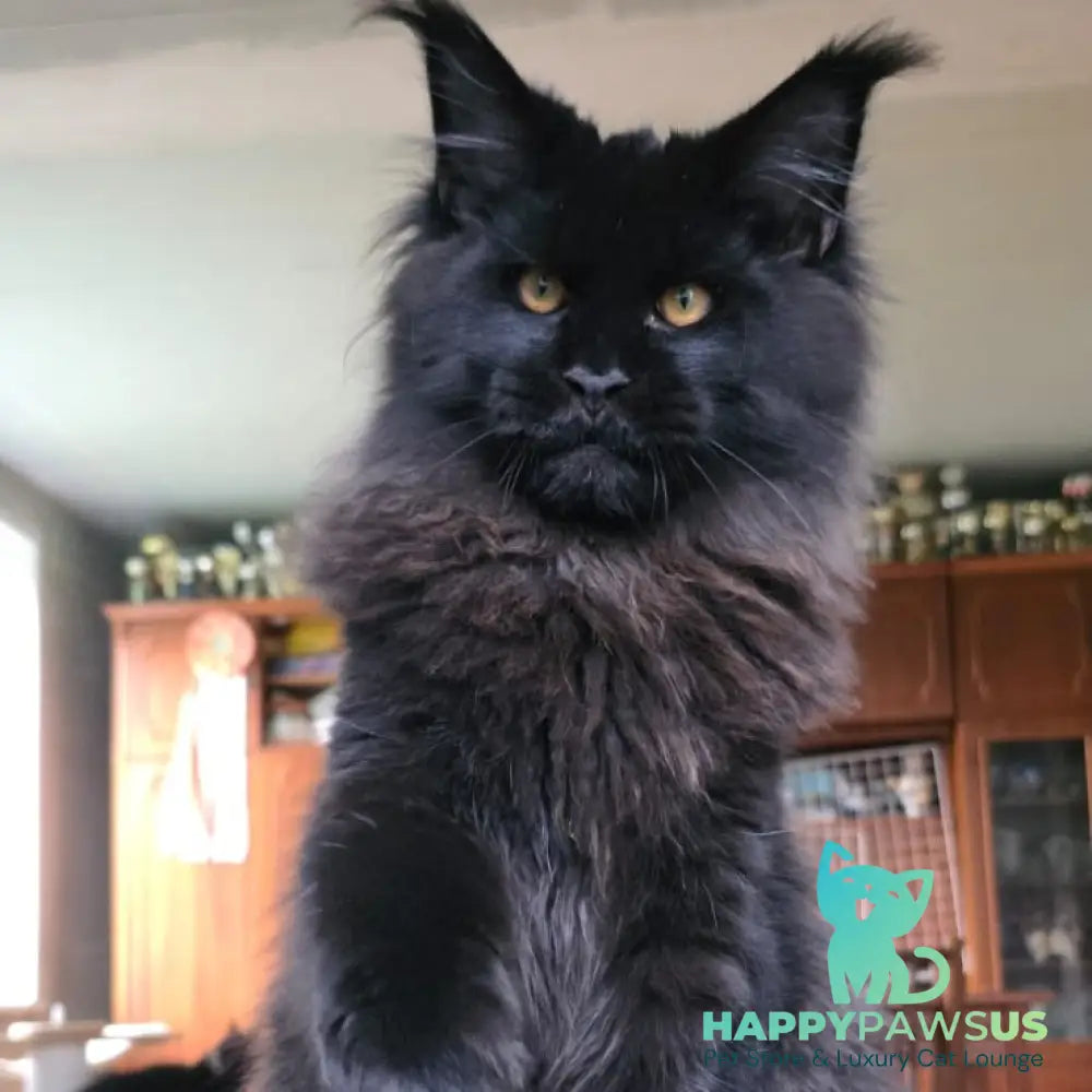 Eddi Maine Coon male black - live animals